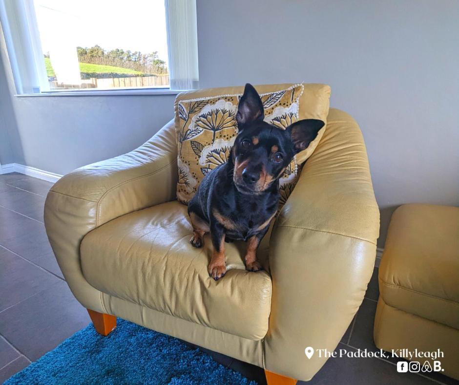 The Paddock Apartment Killyleagh ภายนอก รูปภาพ